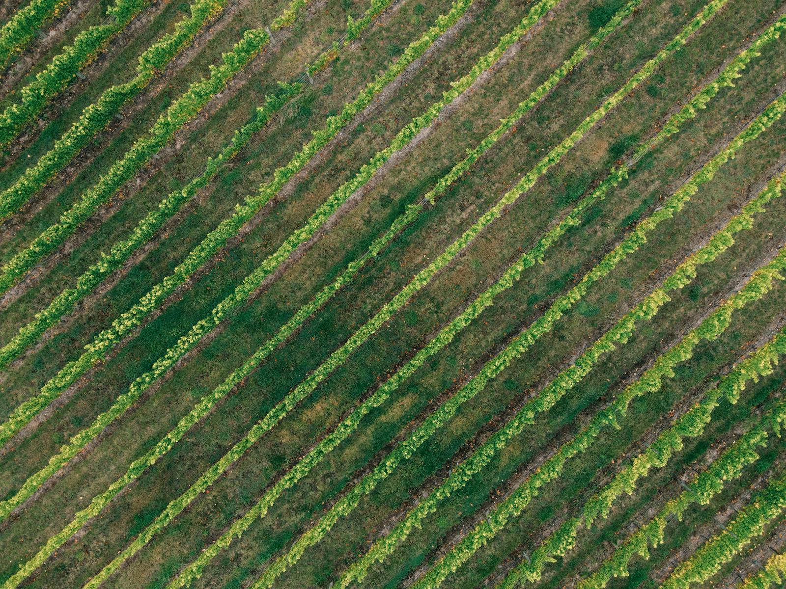 An aerial view of the Vermora estate at golden hour — eighteen hectares of low-trained Malbec arranged in long parallel rows against the foothills of the Andes.