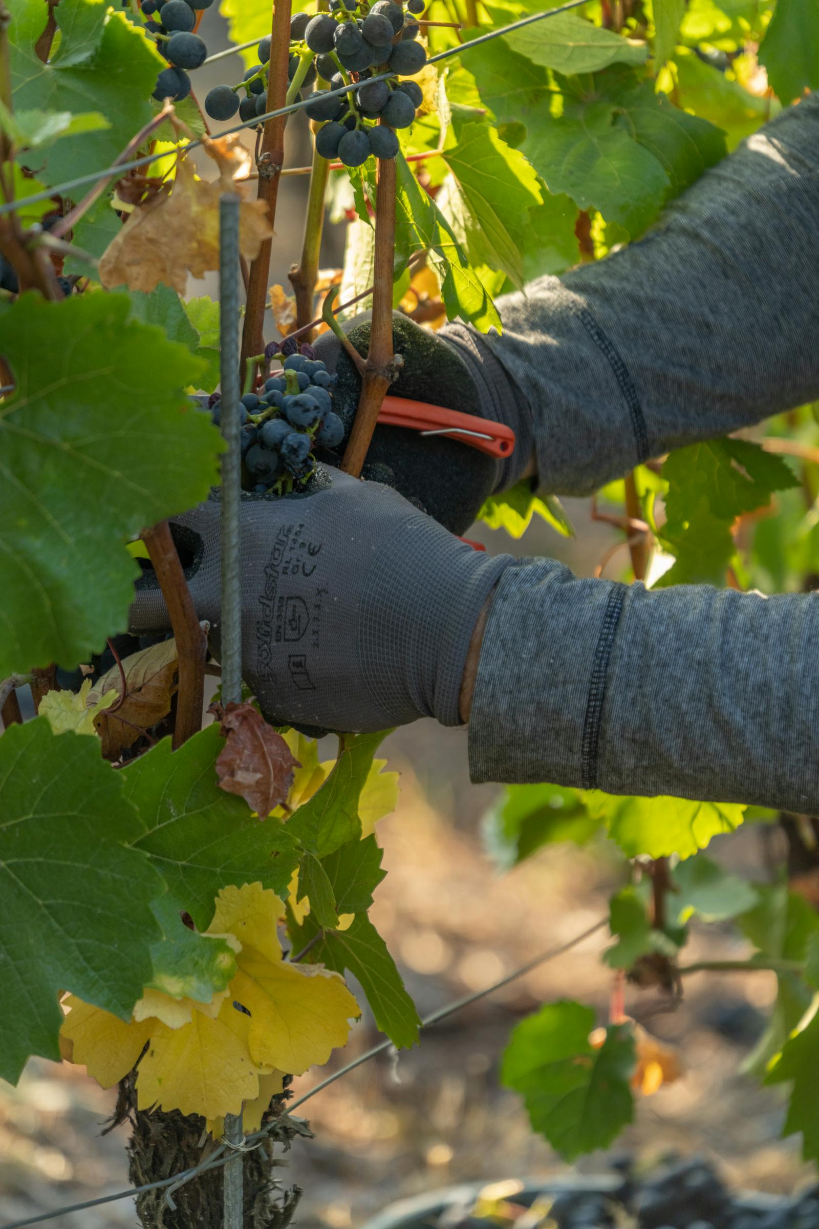 A vineyard worker walking between rows of low-trained Malbec vines, late afternoon, the Andes in the distance.