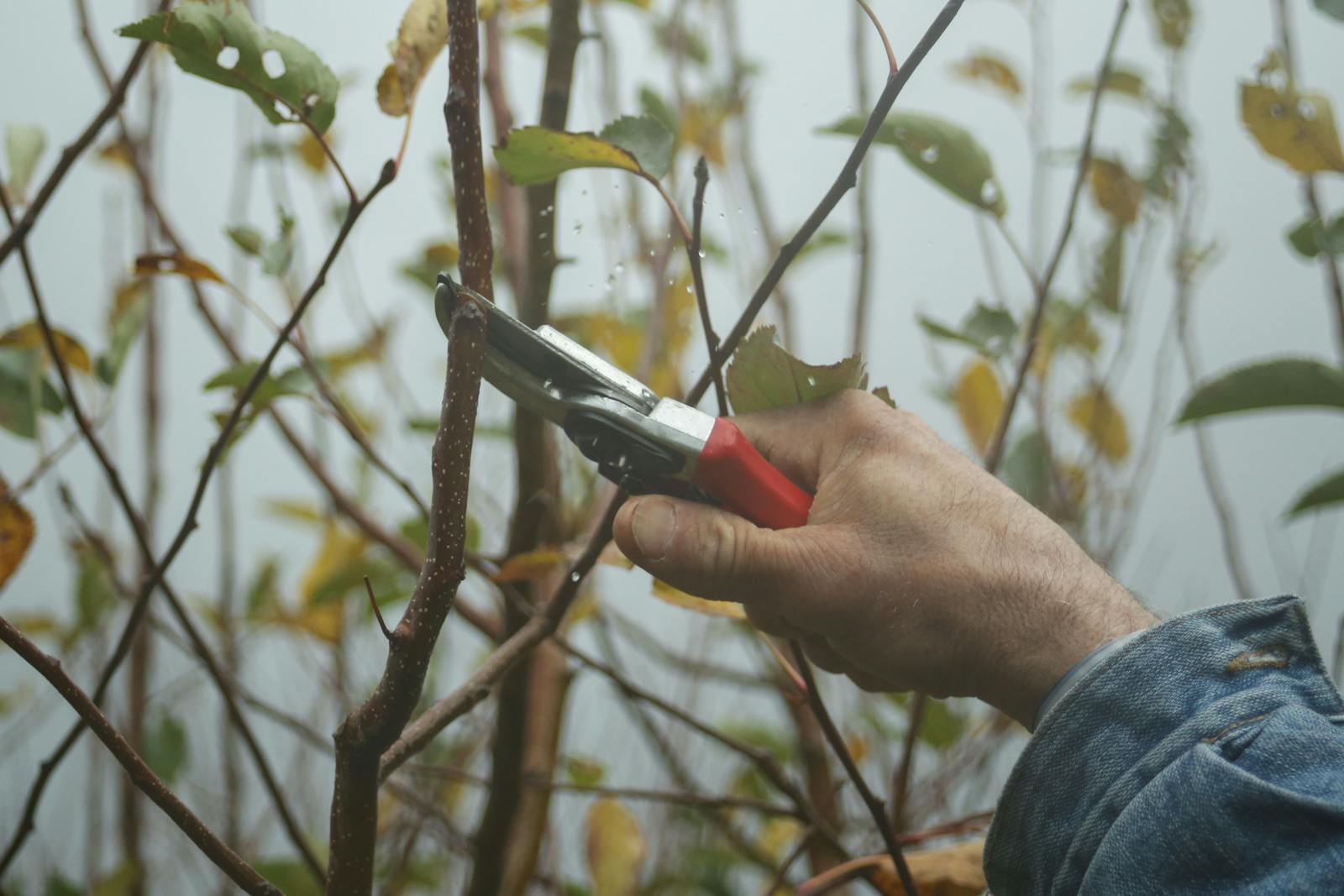 Hands pruning a vine in winter sunlight, secateurs and a leather glove.