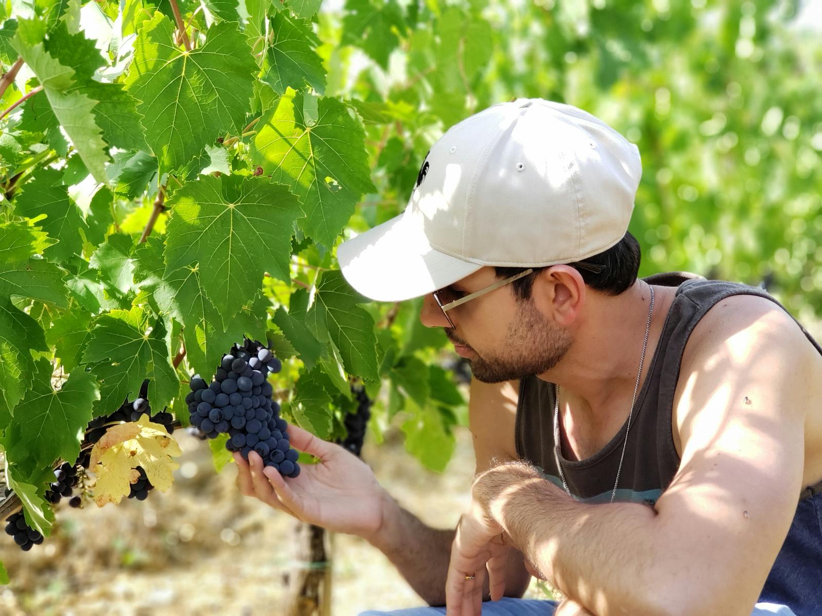 Mateo Ríos in the vines — fifties, dark hat, a pair of pruning shears in his belt, the Andes behind him.