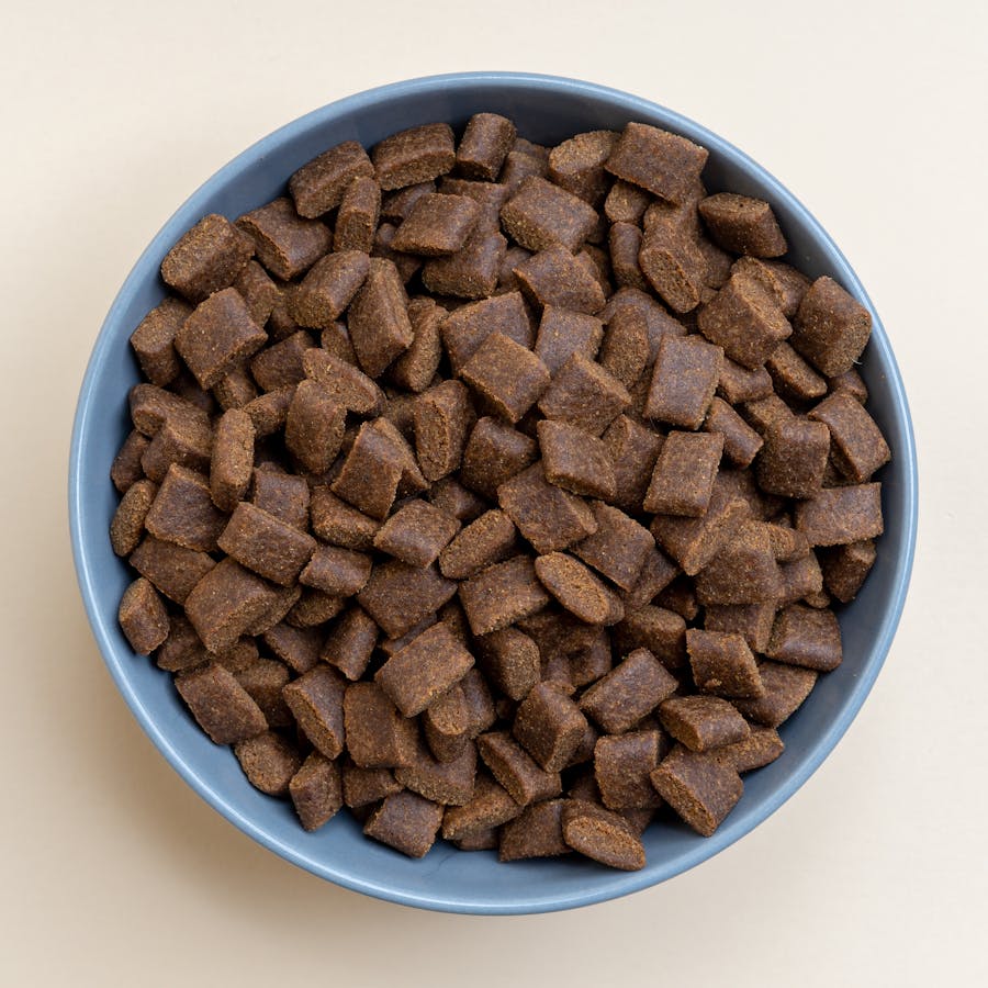 Pastel bowl filled with crunchy kibble pieces