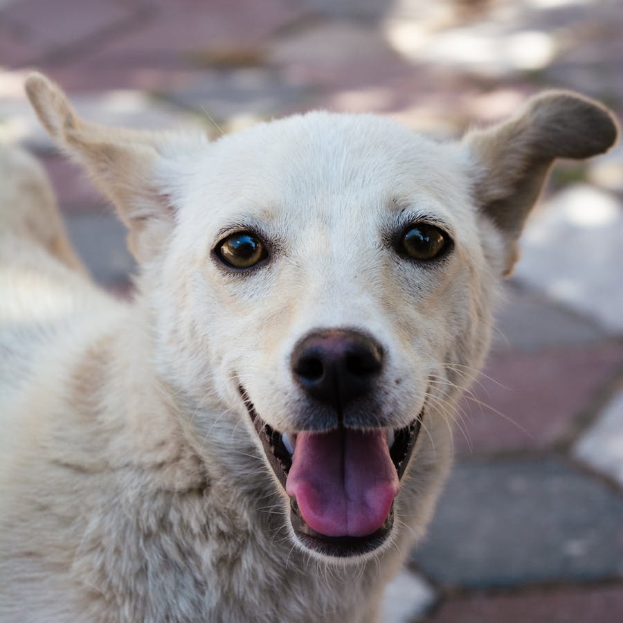 Happy dog portrait