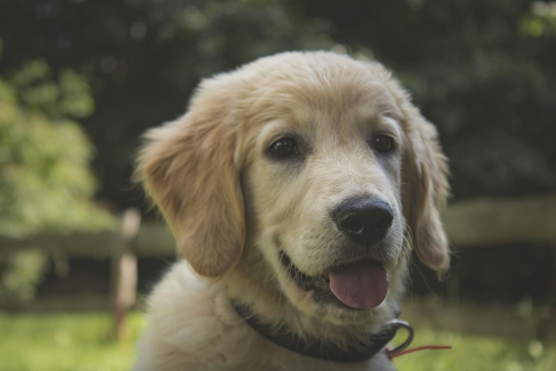 Golden retriever puppy looking up, sunlit outdoor portrait