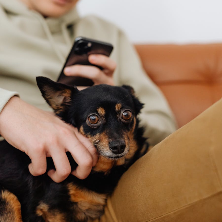 Person on couch petting their dog